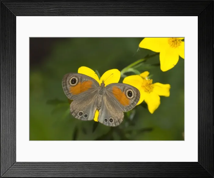 Framed Print : Rainforest Brown butterfly feeding on nectar of Lipia flower. Inhabits cool, moist forest, riverine bush and kloofs along the southern and eastern seaboard of South Africa, extending north into Swaziland, Mpumalanga and Limpopo Province Framed Print : Rainforest Brown butterfly feeding on nectar of Lipia flower. Inhabits cool, moist forest, riverine bush and kloofs along the southern and eastern seaboard of South Africa, extending north into Swaziland, Mpumalanga and Limpopo Province