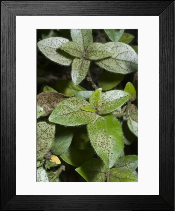 Framed Print : Damage to foliage of ornamental shrub caused by infestation of thrips. Silvering of leaf surface characteristic. Grahamstown, Eastern Cape, South Africa