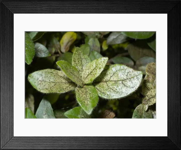 Framed Print : Damage to foliage of ornamental shrub caused by infestation of thrips. Silvering of leaf surface characteristic. Grahamstown, Eastern Cape, South Africa Framed Print : Damage to foliage of ornamental shrub caused by infestation of thrips. Silvering of leaf surface characteristic. Grahamstown, Eastern Cape, South Africa