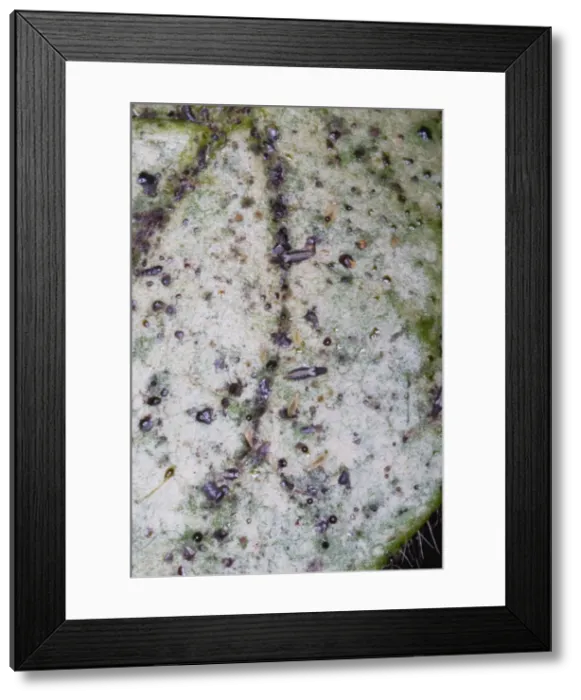 Framed Print : Adult and larval thrips on leaf, showing characteristic silvering of leaf surface due to their feeding activities. Grahamstown, Eastern Cape, South Africa Framed Print : Adult and larval thrips on leaf, showing characteristic silvering of leaf surface due to their feeding activities. Grahamstown, Eastern Cape, South Africa