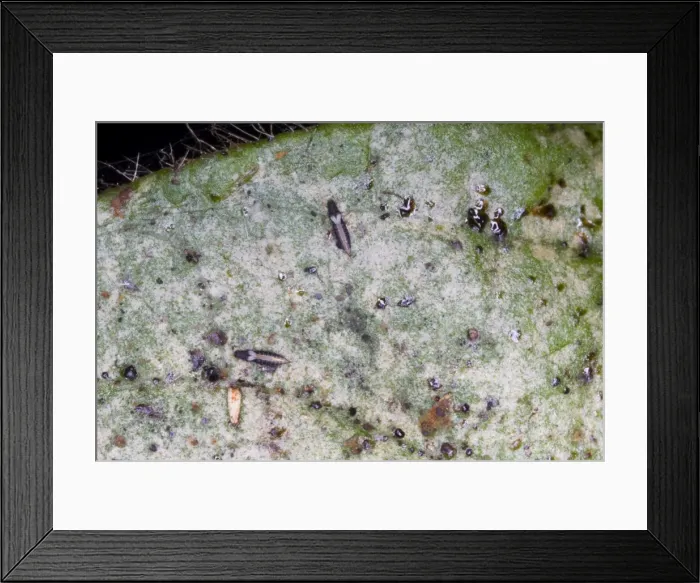 Framed Print : Adult thrips on leaf showing characteristic silvering of leaf surface due to their feeding activities. Grahamstown, Eastern Cape, South Africa Framed Print : Adult thrips on leaf showing characteristic silvering of leaf surface due to their feeding activities. Grahamstown, Eastern Cape, South Africa