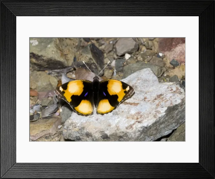Framed Print : Yellow Pansy butterfly male. Often settles on ground with wings open. Well camouflaged when wings closed. Inhabits bushveld, preferring open ground and grassy areas. Grahamstown, Eastern Cape, South Africa Framed Print : Yellow Pansy butterfly male. Often settles on ground with wings open. Well camouflaged when wings closed. Inhabits bushveld, preferring open ground and grassy areas. Grahamstown, Eastern Cape, South Africa