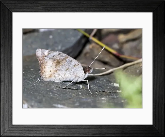 Framed Print : Yellow Pansy butterfly male with wings closed. Often settles on ground with wings open. Well camouflaged when wings closed. Inhabits bushveld, preferring open ground and grassy areas. Grahamstown, Eastern Cape, South Africa Framed Print : Yellow Pansy butterfly male with wings closed. Often settles on ground with wings open. Well camouflaged when wings closed. Inhabits bushveld, preferring open ground and grassy areas. Grahamstown, Eastern Cape, South Africa