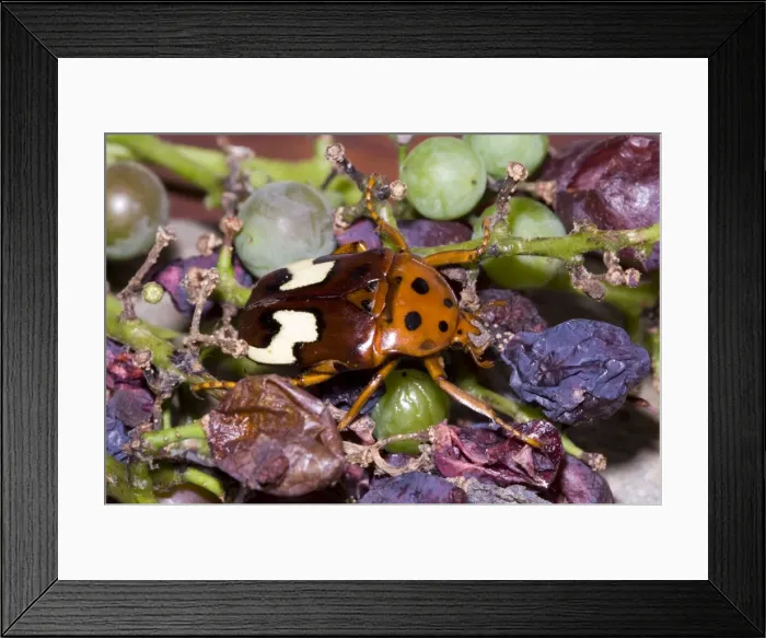 Framed Print : Zig-zag Fruit Chafer, attracted to overripe grapes. Adult beetles feed on fruits, flowers, prickly pears and sap flows. Sometimes enter beehives. Very active diurnal or day-flying beetles. Grahamstown, Eastern Cape, South Africa Framed Print : Zig-zag Fruit Chafer, attracted to overripe grapes. Adult beetles feed on fruits, flowers, prickly pears and sap flows. Sometimes enter beehives. Very active diurnal or day-flying beetles. Grahamstown, Eastern Cape, South Africa