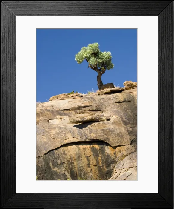 Framed Print : Highveld Cabbage Tree perched on steep rock face. Mountain Zebra National Park, Eastern Cape, South Africa Framed Print : Highveld Cabbage Tree perched on steep rock face. Mountain Zebra National Park, Eastern Cape, South Africa