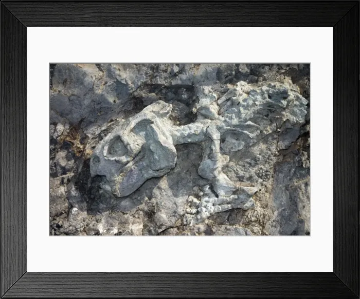 Framed Print : Fossilised skeleton of Diictodon, mammal-like reptile (therapsid) from late Permian times. Probably fed on roots and tubers, dug up with strong clawed hand. Subterranean, living in corkscrew-shaped burrows Framed Print : Fossilised skeleton of Diictodon, mammal-like reptile (therapsid) from late Permian times. Probably fed on roots and tubers, dug up with strong clawed hand. Subterranean, living in corkscrew-shaped burrows