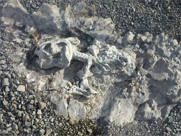 Fossilised skeleton of Diictodon, mammal-like reptile (therapsid) from late Permian times. Probably fed on roots and tubers, dug up with strong clawed hand. Subterranean, living in corkscrew-shaped burrows