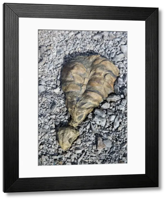 Framed Print : Fossilised skeleton of the anapsid Eunotosaurus from late Permian times. Probably insectivorous. Possibly the most distant ancestor of tortoises. Karoo National Park, Beaufort West, Western Cape, South Africa Framed Print : Fossilised skeleton of the anapsid Eunotosaurus from late Permian times. Probably insectivorous. Possibly the most distant ancestor of tortoises. Karoo National Park, Beaufort West, Western Cape, South Africa