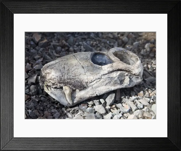 Framed Print : Fossilised skull of gorgonopsian Lycaenops. A sabre-toothed therapsid super-predator from late Permian times. First carnivore to run down prey. Karoo National Park, Beaufort West, Western Cape, South Africa Framed Print : Fossilised skull of gorgonopsian Lycaenops. A sabre-toothed therapsid super-predator from late Permian times. First carnivore to run down prey. Karoo National Park, Beaufort West, Western Cape, South Africa