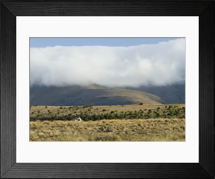 Framed Print : Cloud blanket enveloping mountain tops with springbok (Antidorcas marsupialis) in foreground in Mountain Zebra National Park, Eastern Cape, South Africa Framed Print : Cloud blanket enveloping mountain tops with springbok (Antidorcas marsupialis) in foreground in Mountain Zebra National Park, Eastern Cape, South Africa