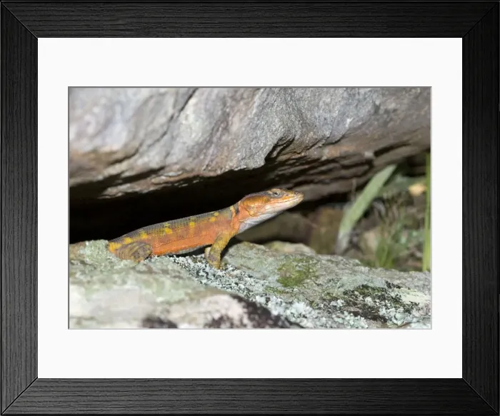 Framed Print : Cape Crag Lizard / Small-scale Girdled Lizard - resting in entrance of rock cavity. Feeds on large insects and small lizards. Aggressive, biting readily. Viviparous Framed Print : Cape Crag Lizard / Small-scale Girdled Lizard - resting in entrance of rock cavity. Feeds on large insects and small lizards. Aggressive, biting readily. Viviparous