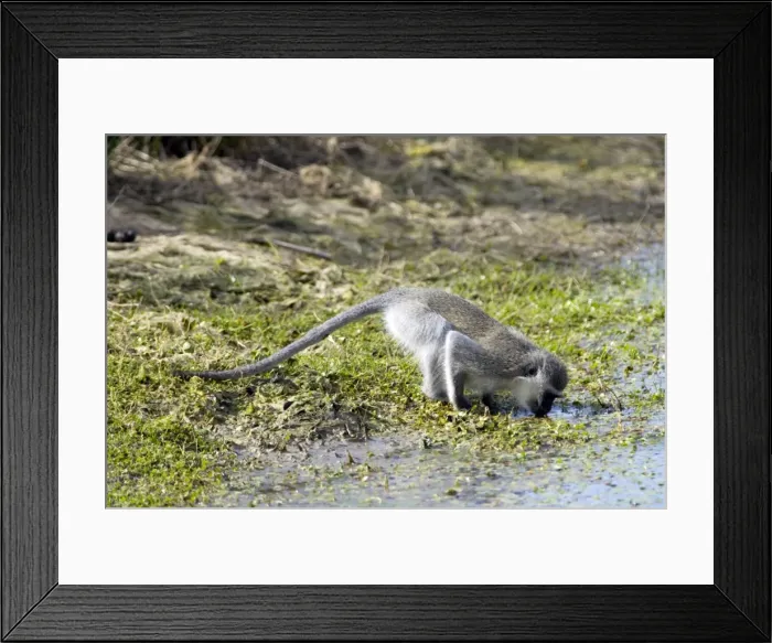 Framed Print : Vervet Monkey - drinking. Andries Vosloo Kudu Reserve, nr Grahamstown, Eastern cape, South Africa Framed Print : Vervet Monkey - drinking. Andries Vosloo Kudu Reserve, nr Grahamstown, Eastern cape, South Africa