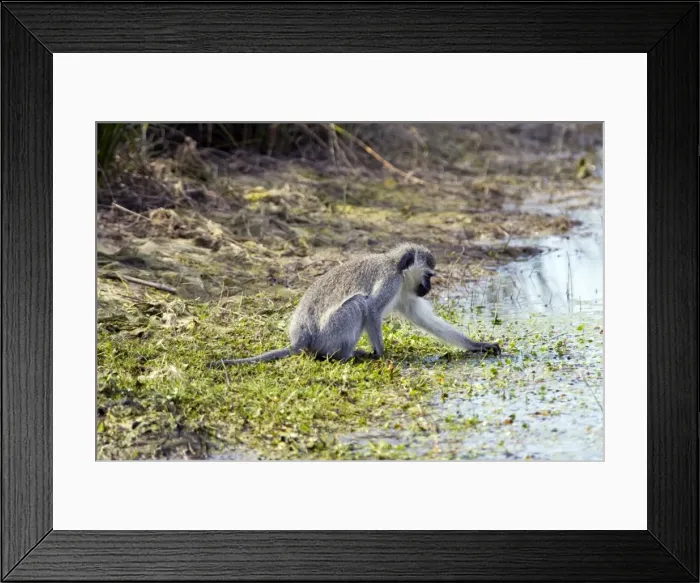 Framed Print : Vervet Monkey - picking aquatic vegetation to eat. Andries Vosloo Kudu Reserve, nr Grahamstown, Eastern cape, South Africa Framed Print : Vervet Monkey - picking aquatic vegetation to eat. Andries Vosloo Kudu Reserve, nr Grahamstown, Eastern cape, South Africa
