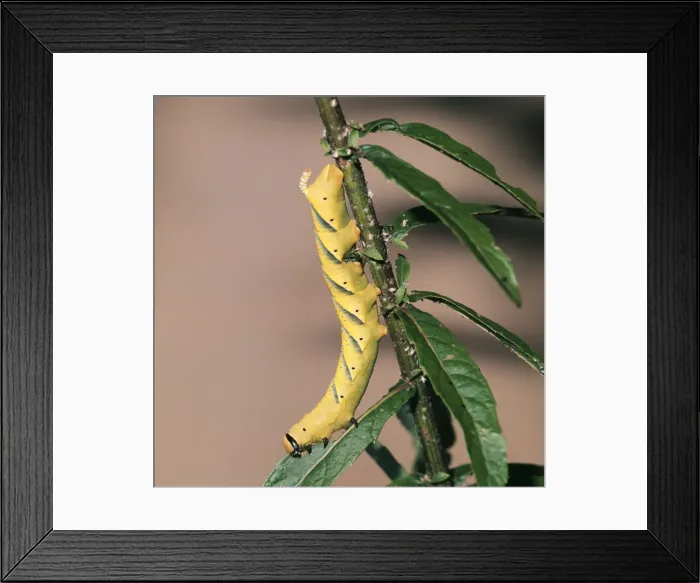 Framed Print : Death Head Hawkmoth Caterpillar (Larva) Framed Print : Death Head Hawkmoth Caterpillar (Larva)