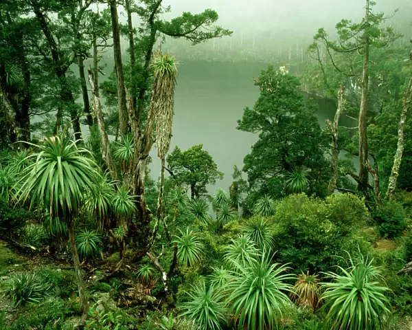 AUSTRALIA, Tasmania Franklin-Gordon Wild Rivers National Park Lake Tahune and alpine forest near Frenchmans Cap