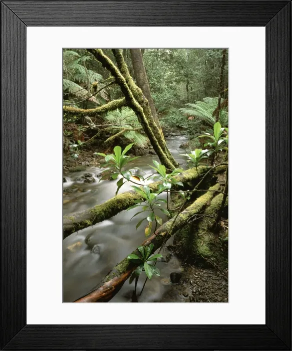 Framed Print : Stream - Barron Creek with Native laurel Mount Field National Park, Tasmania, Australia Framed Print : Stream - Barron Creek with Native laurel Mount Field National Park, Tasmania, Australia