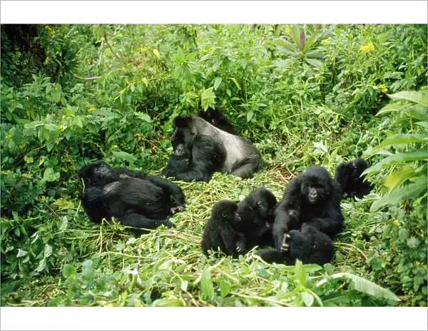 Mountain Gorilla - group Rwanda