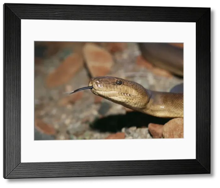 Framed Print : Pilbara Olive Python Purragurra Hill, Western Australia. Fm: Pythonidae Framed Print : Pilbara Olive Python Purragurra Hill, Western Australia. Fm: Pythonidae