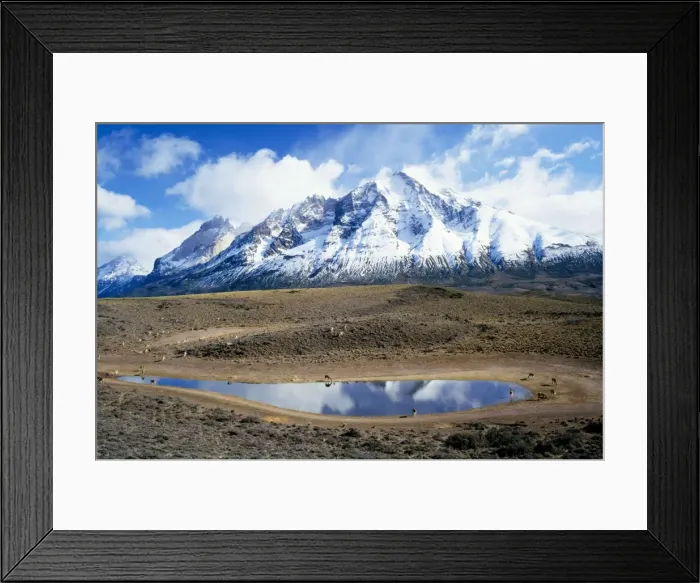 Framed Print : Chile - Guanacos Torres Del Paine National Park Framed Print : Chile - Guanacos Torres Del Paine National Park