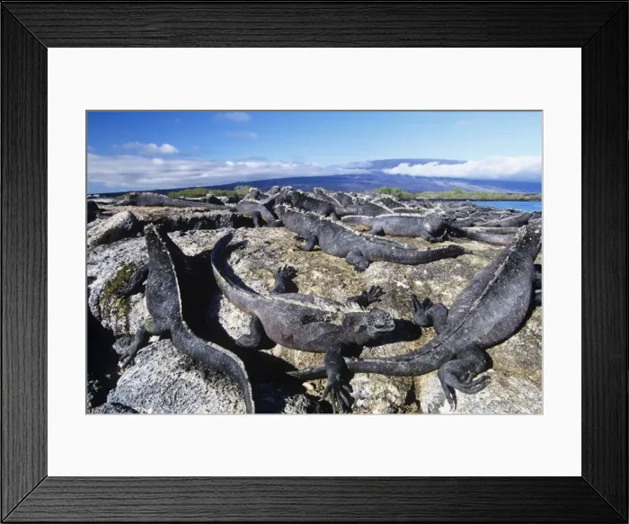 Framed Print : Marine Iguanas - sunning themselves Fernandina Island, Galapagos Islands Framed Print : Marine Iguanas - sunning themselves Fernandina Island, Galapagos Islands