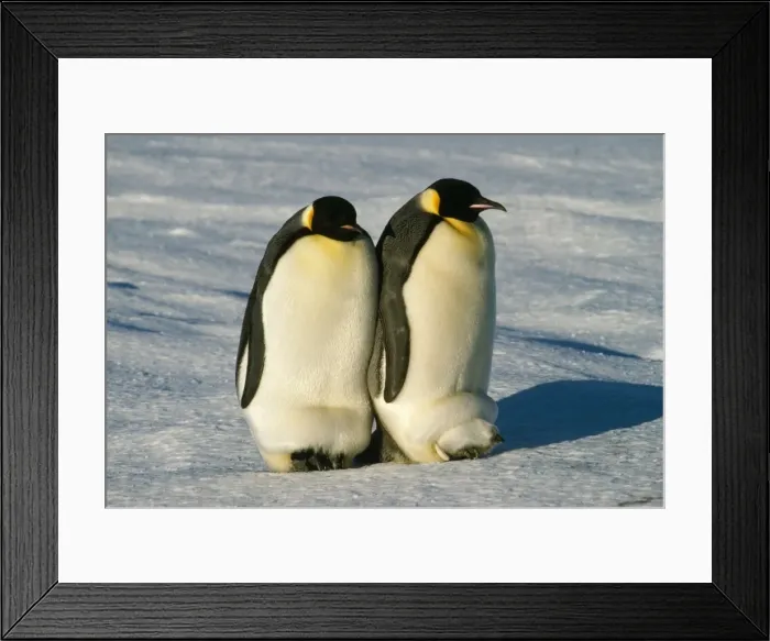 Framed Print : Emperor Penguin - warming chicks Framed Print : Emperor Penguin - warming chicks