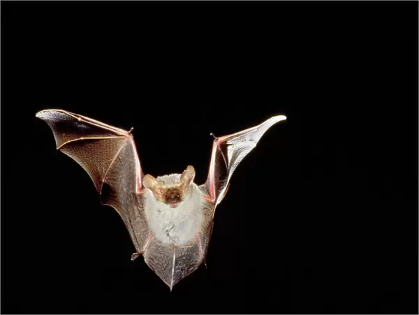 Lesser Long-eared Bat Australia Fm: Vespertelionidae
