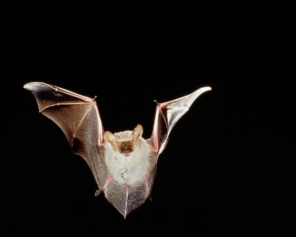 Lesser Long-eared Bat Australia Fm: Vespertelionidae