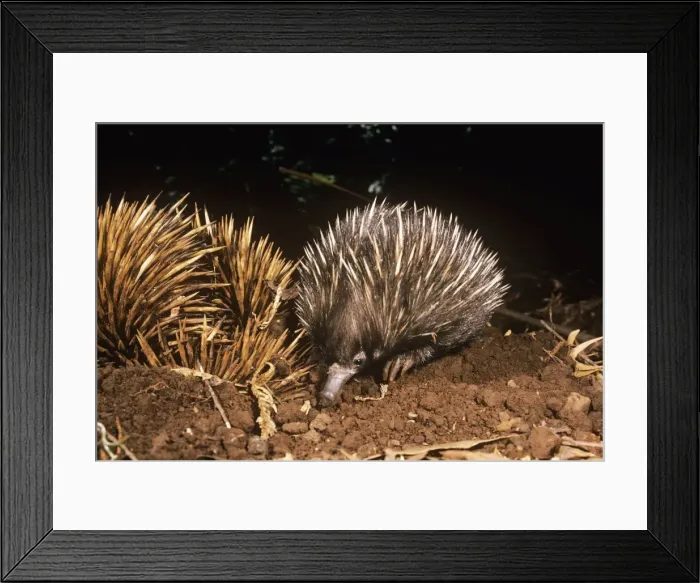 Framed Print : Short-beaked Echidna - mother & young faraging Framed Print : Short-beaked Echidna - mother & young faraging