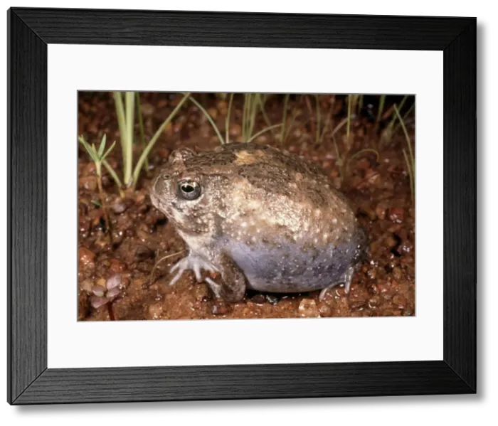 Framed Print : Northern Spadefoot Toad Kakadu National Park Northern Territory, Australia Occurs across northern coast of Australia Framed Print : Northern Spadefoot Toad Kakadu National Park Northern Territory, Australia Occurs across northern coast of Australia