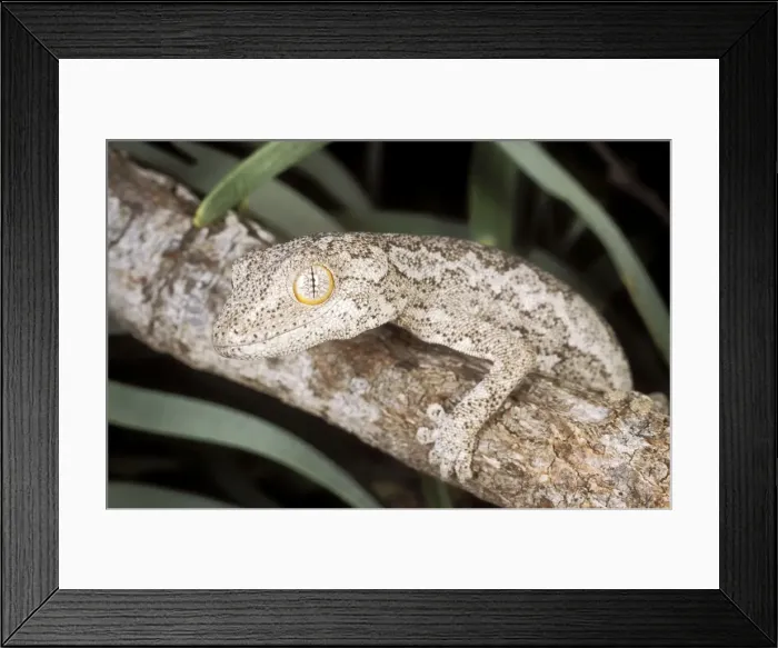 Framed Print : Ranking Gecko 20 km NNW of Carnarvon W. A Framed Print : Ranking Gecko 20 km NNW of Carnarvon W. A