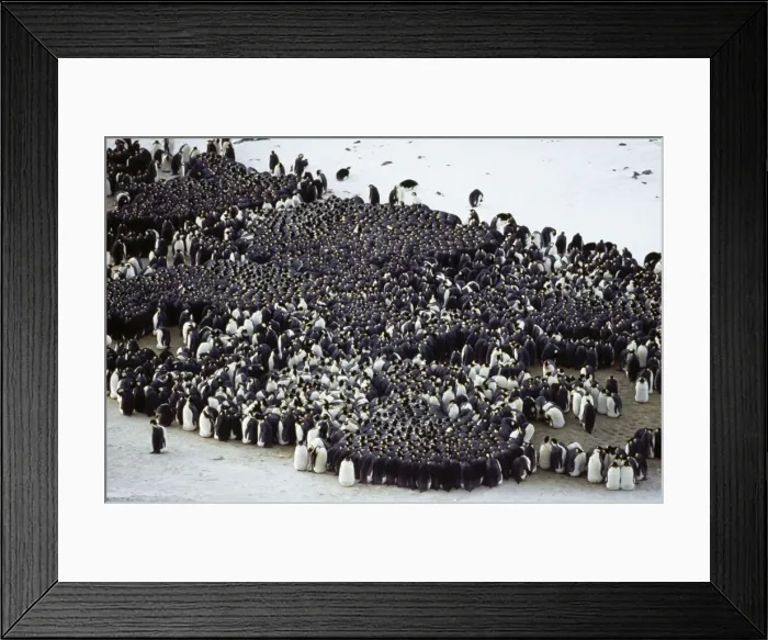 Framed Print : Emperor Penguin Antarctica Framed Print : Emperor Penguin Antarctica