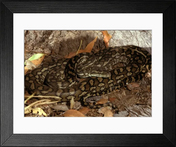 Framed Print : Carpet python - has heat sensory pits. Can reach 2. 5 metres Framed Print : Carpet python - has heat sensory pits. Can reach 2. 5 metres