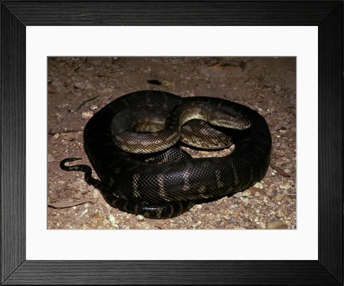 Framed Print : Centralian carpet python - has heat sensory pits. Can reach 2. 5 metres Framed Print : Centralian carpet python - has heat sensory pits. Can reach 2. 5 metres