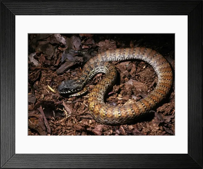 Framed Print : Northern death adder - wags its tail imitating grub or worm to lure prey Framed Print : Northern death adder - wags its tail imitating grub or worm to lure prey