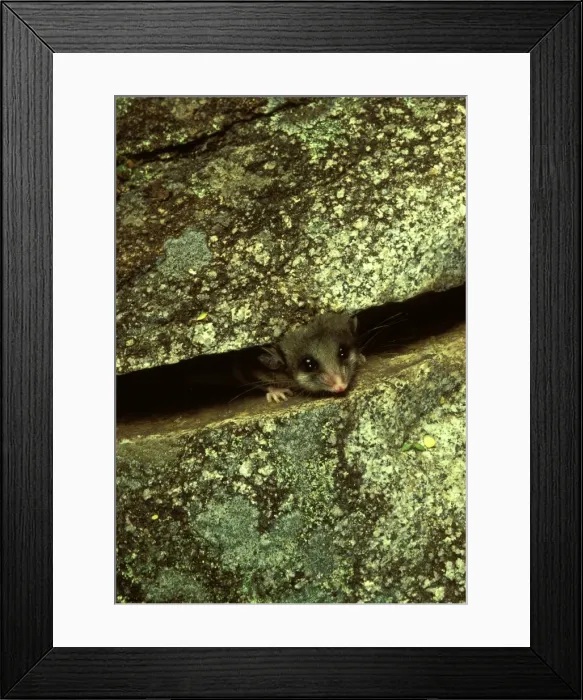 Framed Print : JPF02735. AUS-1429. Mountain pygmy-possum (Burramys parvus) lives in rocks above tree line Framed Print : JPF02735. AUS-1429. Mountain pygmy-possum (Burramys parvus) lives in rocks above tree line