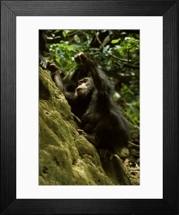 Framed Print : Rob00183 Eastern (Long-haired) chimpanzee Pan troglodytes schwei Framed Print : Rob00183 Eastern (Long-haired) chimpanzee Pan troglodytes schwei