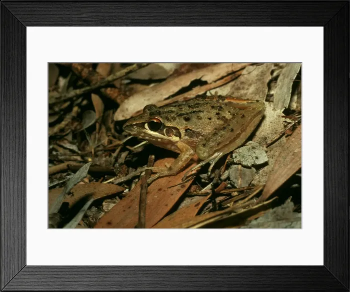 Framed Print : Freycinet's / Wallum Rocket Frog Taree / Lariton / Mermaid Beach intersection, Crowdy Head National Park, New South Wales, Australia. APD00022 Framed Print : Freycinet's / Wallum Rocket Frog Taree / Lariton / Mermaid Beach intersection, Crowdy Head National Park, New South Wales, Australia. APD00022