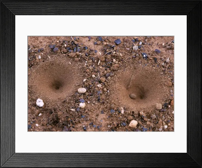Framed Print : Antlion lacewing pits (fam: Myrmeleontidae) Lake Johnston, Western Australia HRD02204 Framed Print : Antlion lacewing pits (fam: Myrmeleontidae) Lake Johnston, Western Australia HRD02204