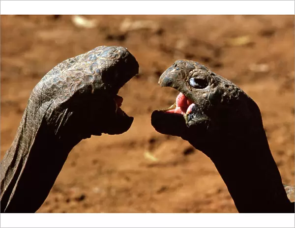 Galapagos Giant Tortoise - aggression JPF03390