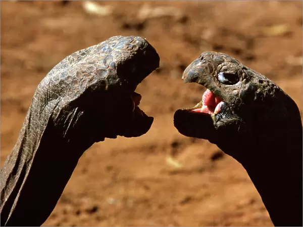 Galapagos Giant Tortoise - aggression JPF03390