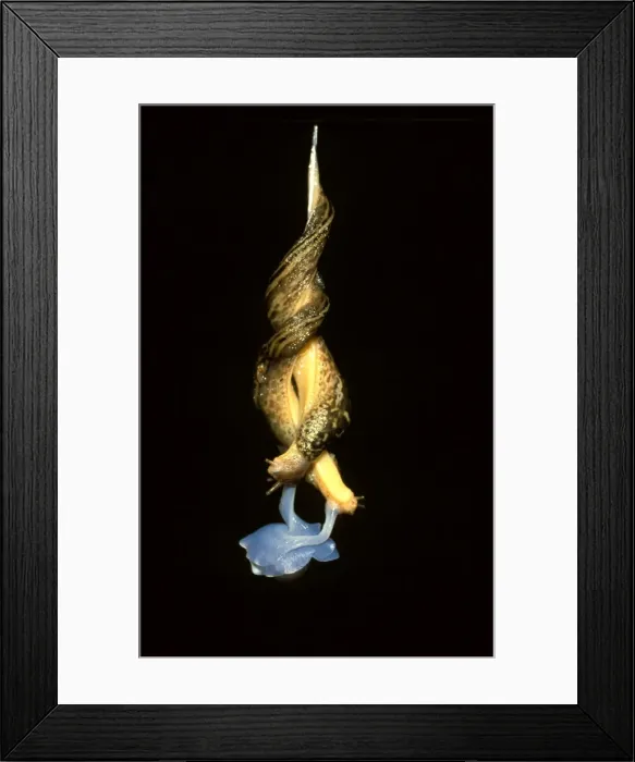 Framed Print : Great Striped slug - mating in midair on a mucous rope. Hermaphrodite introduced from Europe, Southeast Australia. CLY03193 Framed Print : Great Striped slug - mating in midair on a mucous rope. Hermaphrodite introduced from Europe, Southeast Australia. CLY03193