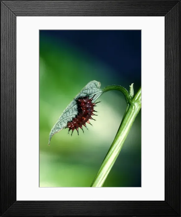 Framed Print : CLY02002. AUS-224. Newly hatched larva / Caterpillar of Cairns birdwing butterfly Framed Print : CLY02002. AUS-224. Newly hatched larva / Caterpillar of Cairns birdwing butterfly