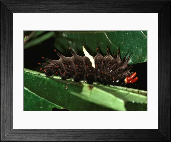 Framed Print : CLY02003. AUS-225. Fully grown larva / Caterpillar of Cairns birdwing butterfly Framed Print : CLY02003. AUS-225. Fully grown larva / Caterpillar of Cairns birdwing butterfly