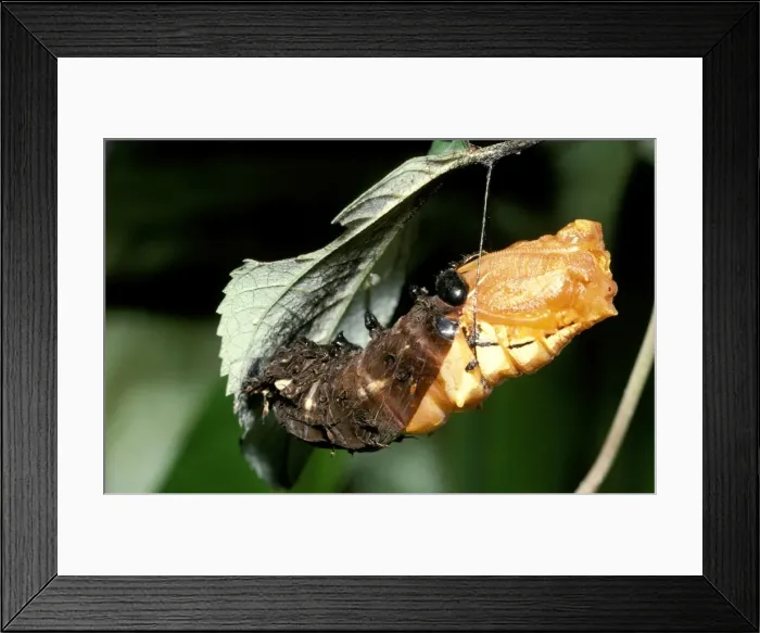 Framed Print : CLY02004. AUS-226. Pupating stage of Cairns birdwing butterfly