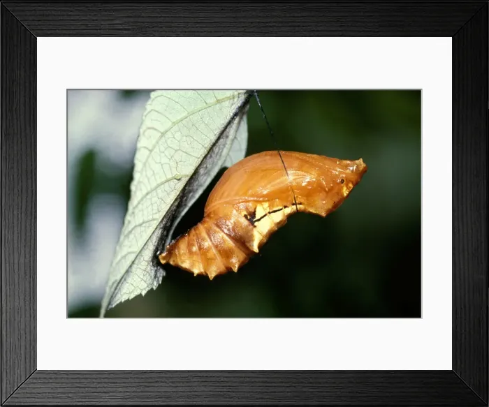 Framed Print : CLY02005. AUS-227. Pupa of Cairns birdwing butterfly Framed Print : CLY02005. AUS-227. Pupa of Cairns birdwing butterfly