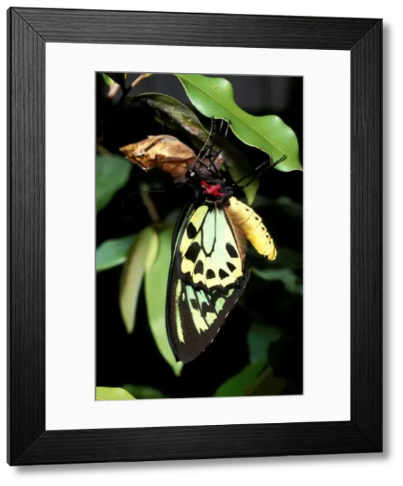 Framed Print : CLY02006. AUS-228. Newly emerged male Cairns birdwing butterfly Framed Print : CLY02006. AUS-228. Newly emerged male Cairns birdwing butterfly