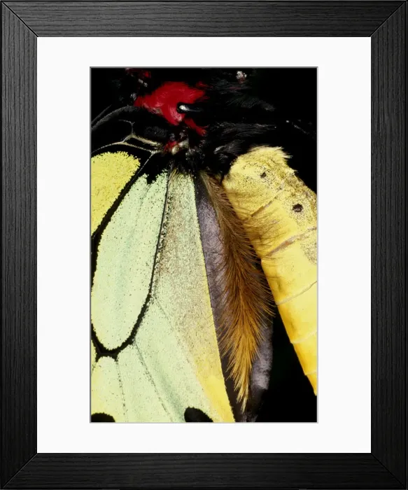 Framed Print : CLY02008. AUS-230. Scent-dispersing hairs on wing of male Cairns birdwing