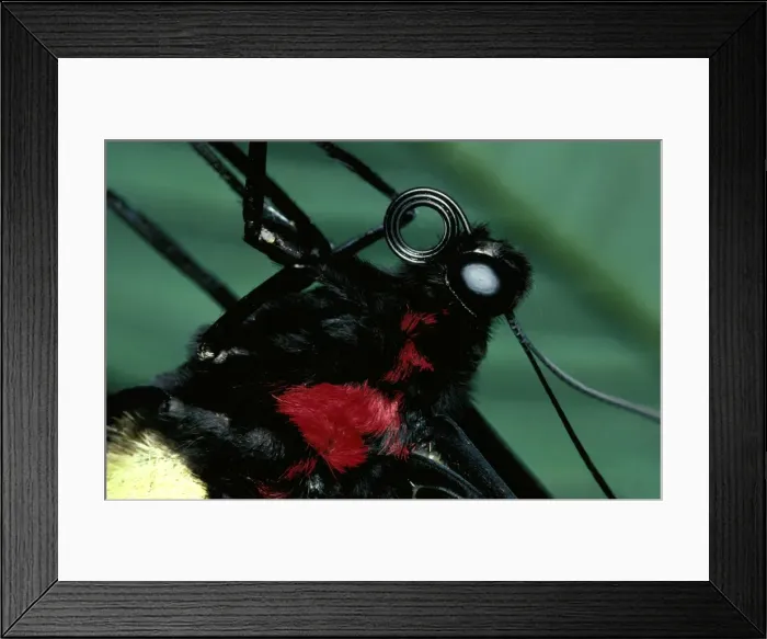 Framed Print : CLY02009. AUS-231. Head and thorax of Cairns birdwing butterfly Framed Print : CLY02009. AUS-231. Head and thorax of Cairns birdwing butterfly