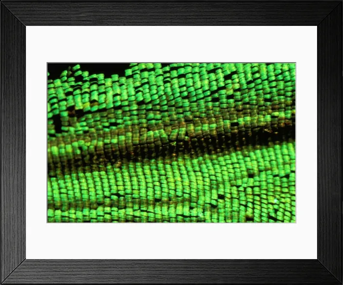 Framed Print : CLY02010. AUS-232. Wing scales of male Cairns birdwing butterfly