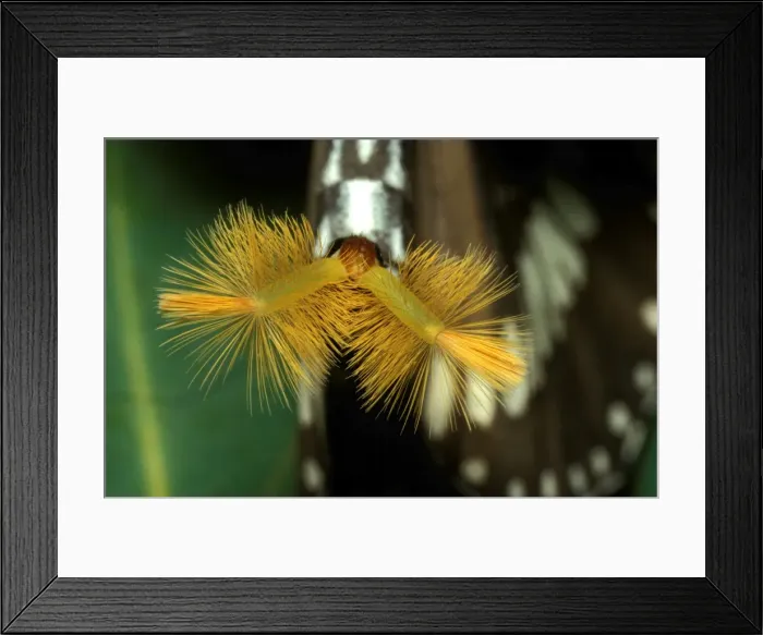 Framed Print : CLY02012. AUS-234. Common crow butterfly - male with hair pencils everted Framed Print : CLY02012. AUS-234. Common crow butterfly - male with hair pencils everted